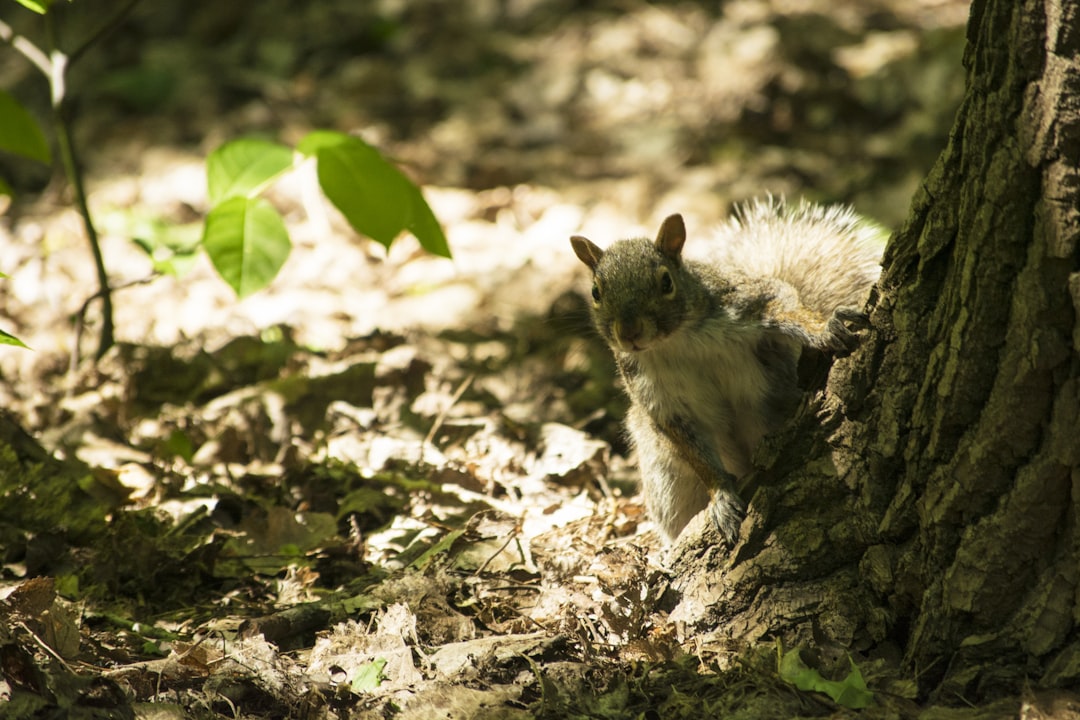 Photo Image: Sketchbook Nouns: Squirrel, Drawing